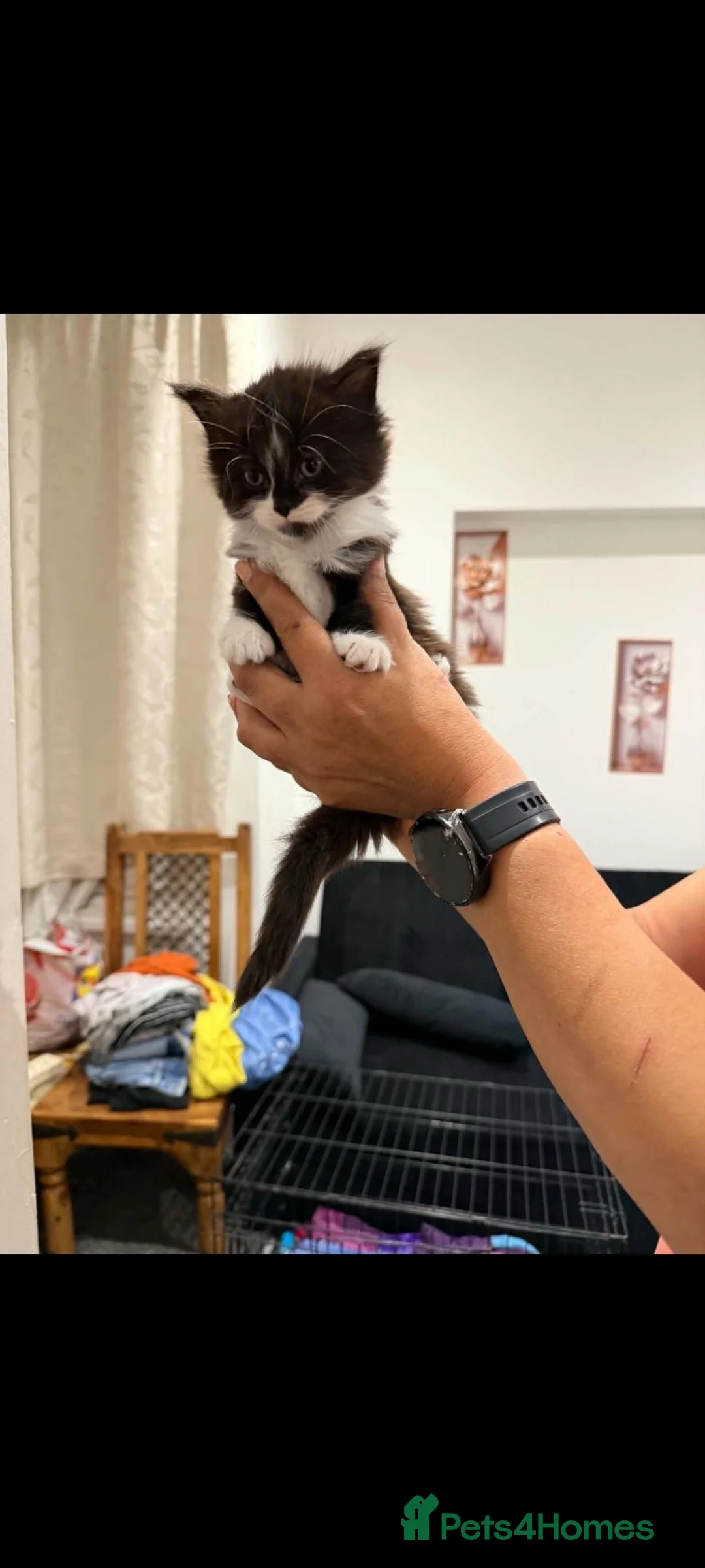 Mixed Breed cats for sale: Kittens - Advert 6