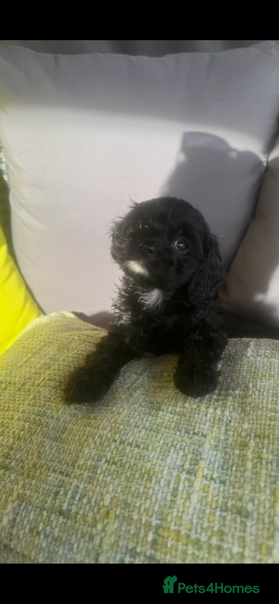 Cavapoo dogs Beautiful Cavapooh’s - Advert 1