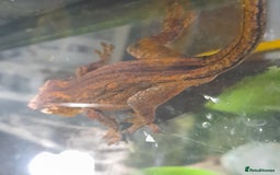 Gecko reptiles for sale: Geckos Fish Frogs full setups - Image 25