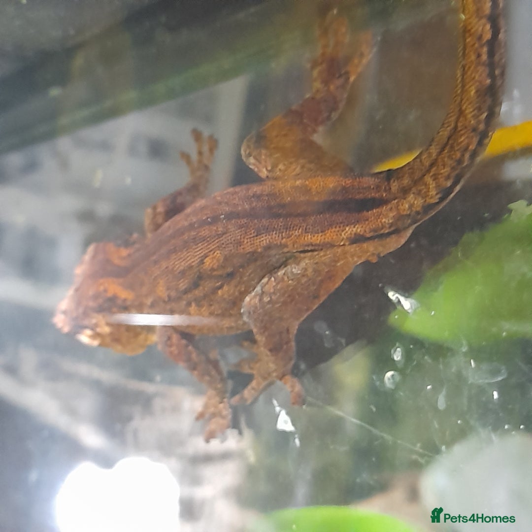 Gecko reptiles for sale: Geckos Fish Frogs full setups - Image 25