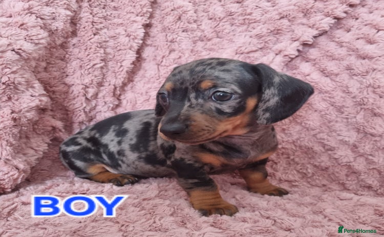 Dachshund dogs - Advert 15