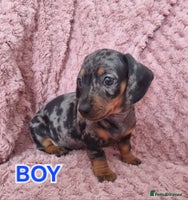 Dachshund dogs - Advert 11