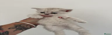 British Shorthair Kitten 4
