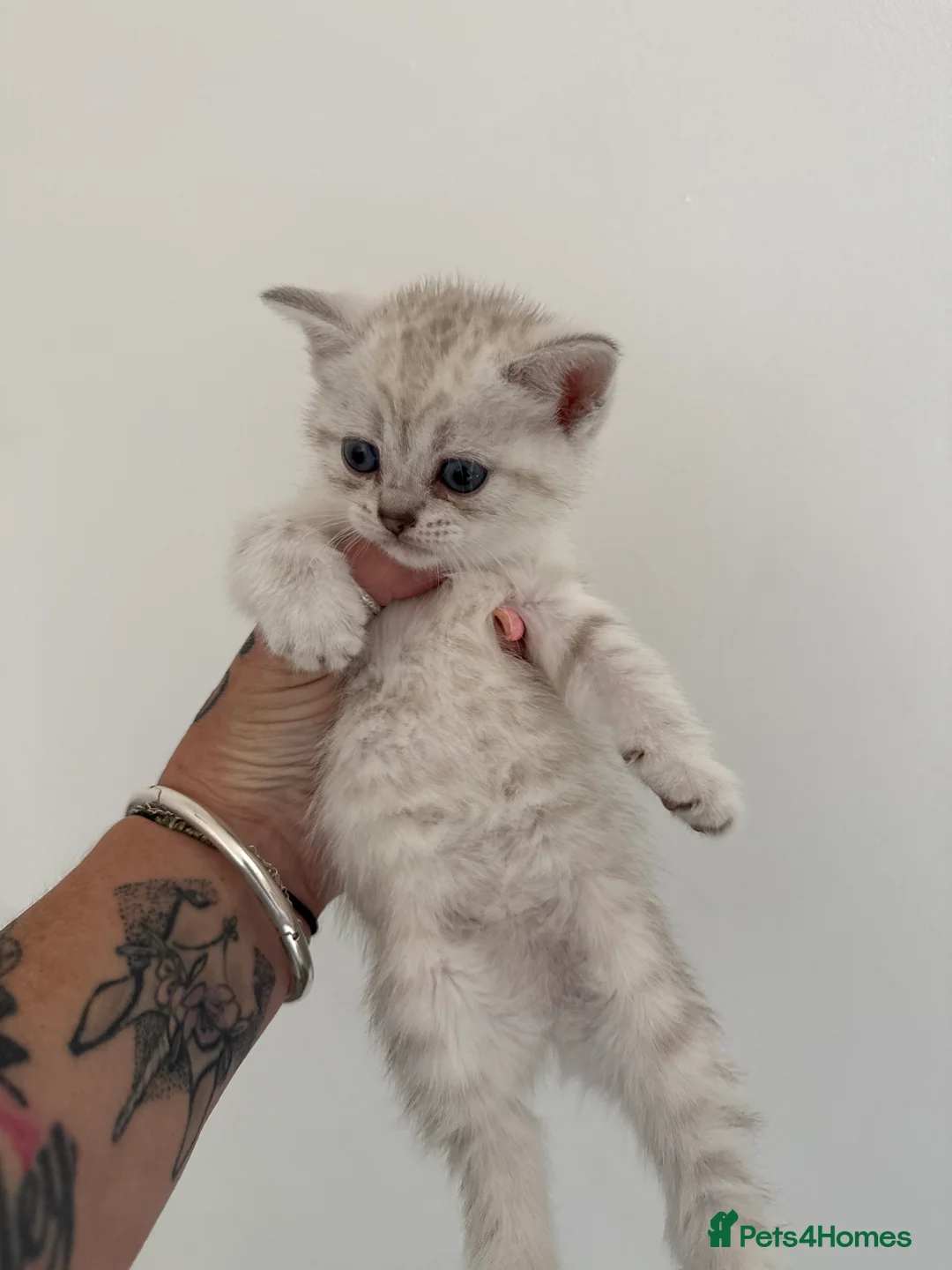Mixed Breed cats for sale: 3/4 British short hair kittens - Advert 2