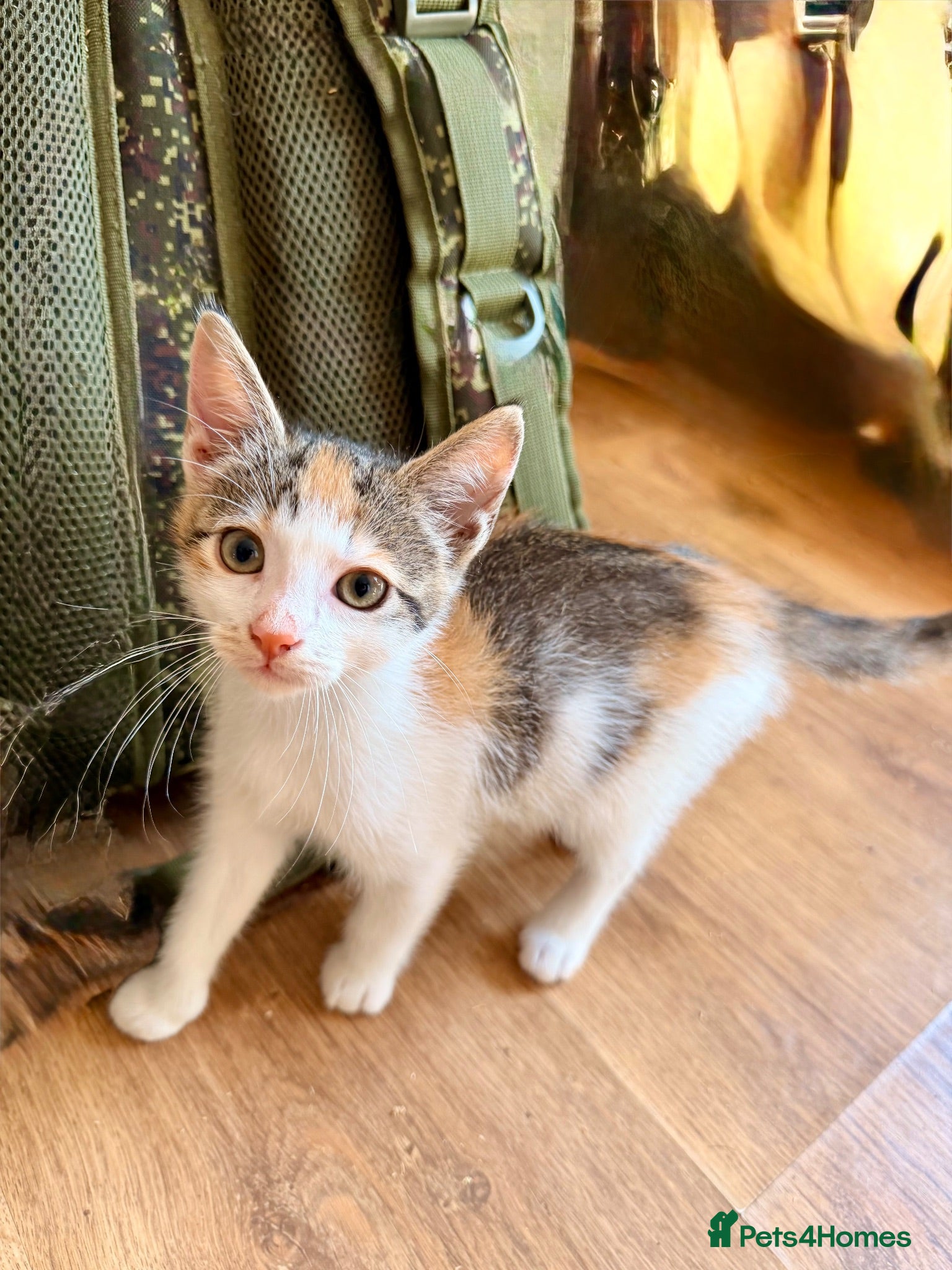 Mixed Breed cats Sphynx cross kittens  - Advert 3