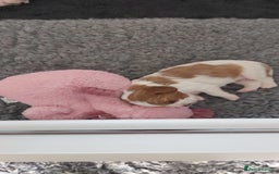 Cavalier King Charles Spaniel dogs for sale: Cavalier King Charles Spaniel Puppies for Sale 🐾 - Image 24