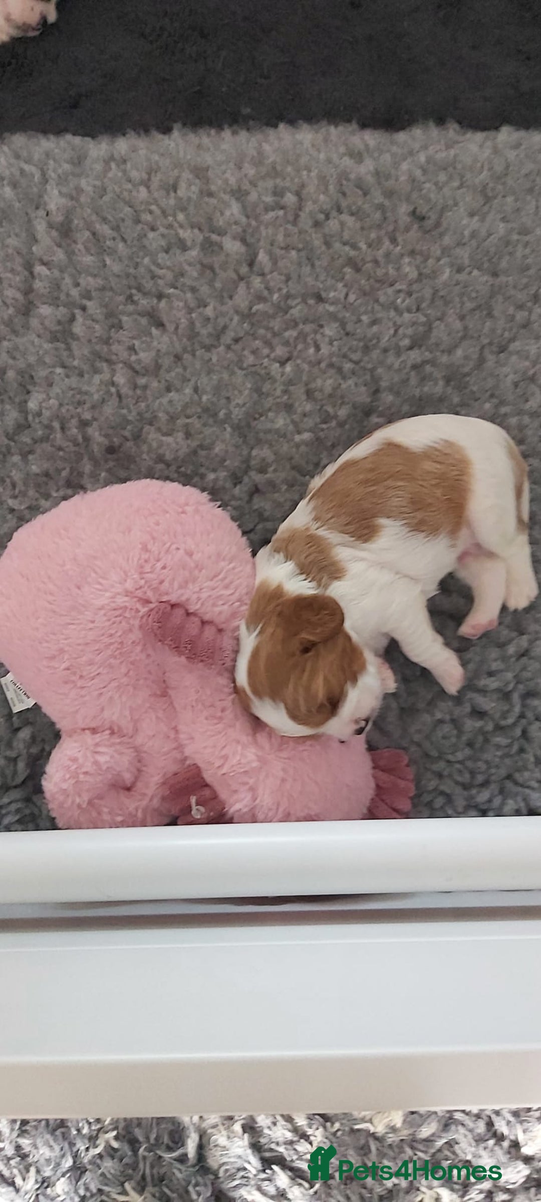 Cavalier King Charles Spaniel dogs for sale: Cavalier King Charles Spaniel Puppies for Sale 🐾 - Image 24