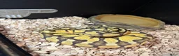 Python Snake reptiles for sale: Super enchi pastel female  - Advert 2