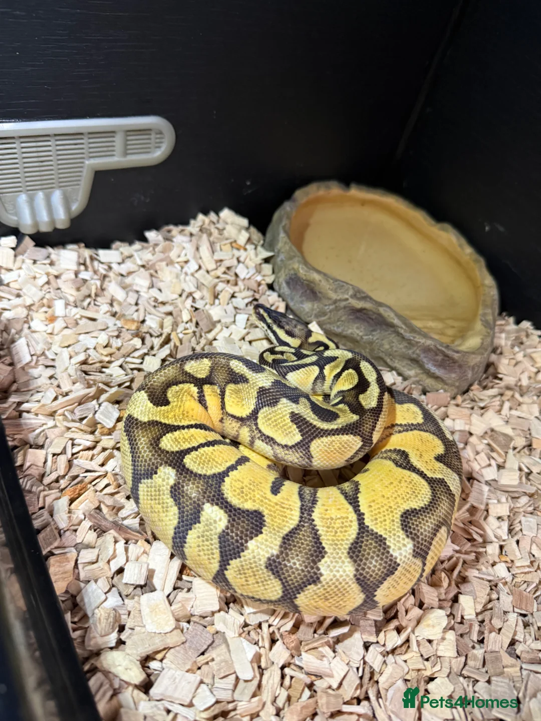 Python Snake reptiles for sale: Super enchi pastel female  - Advert 2