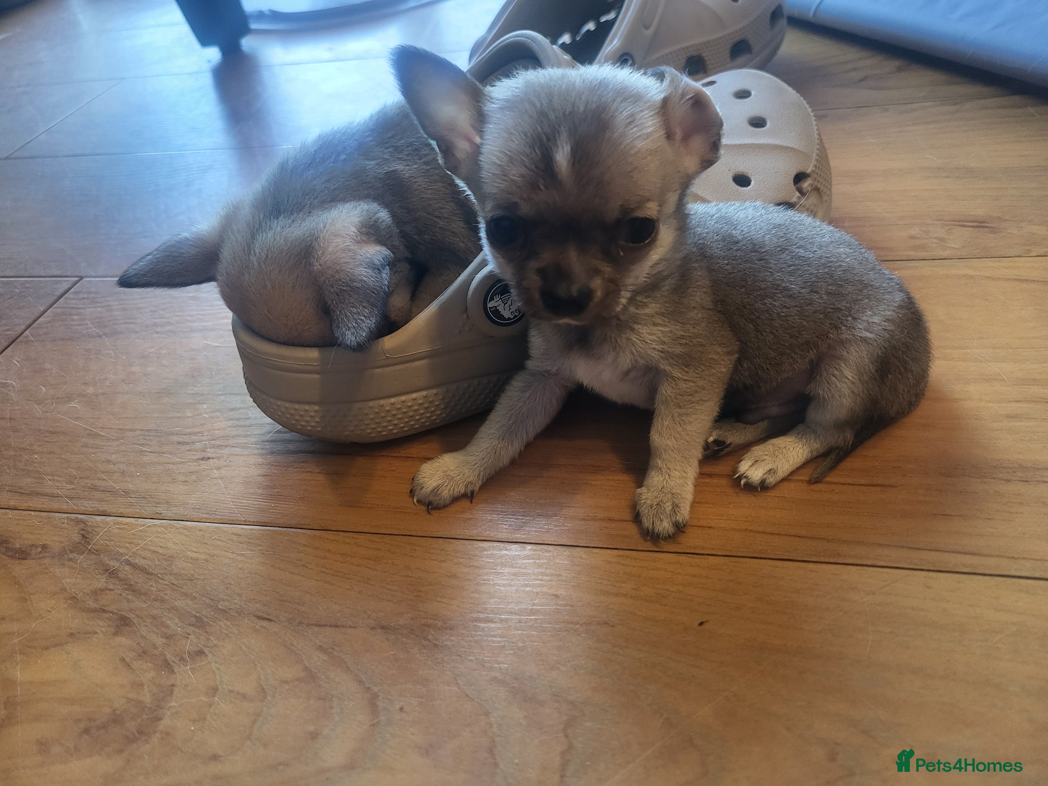 Chihuahua dogs 4 Tiny Apple head Chihuahuas  - Advert 2