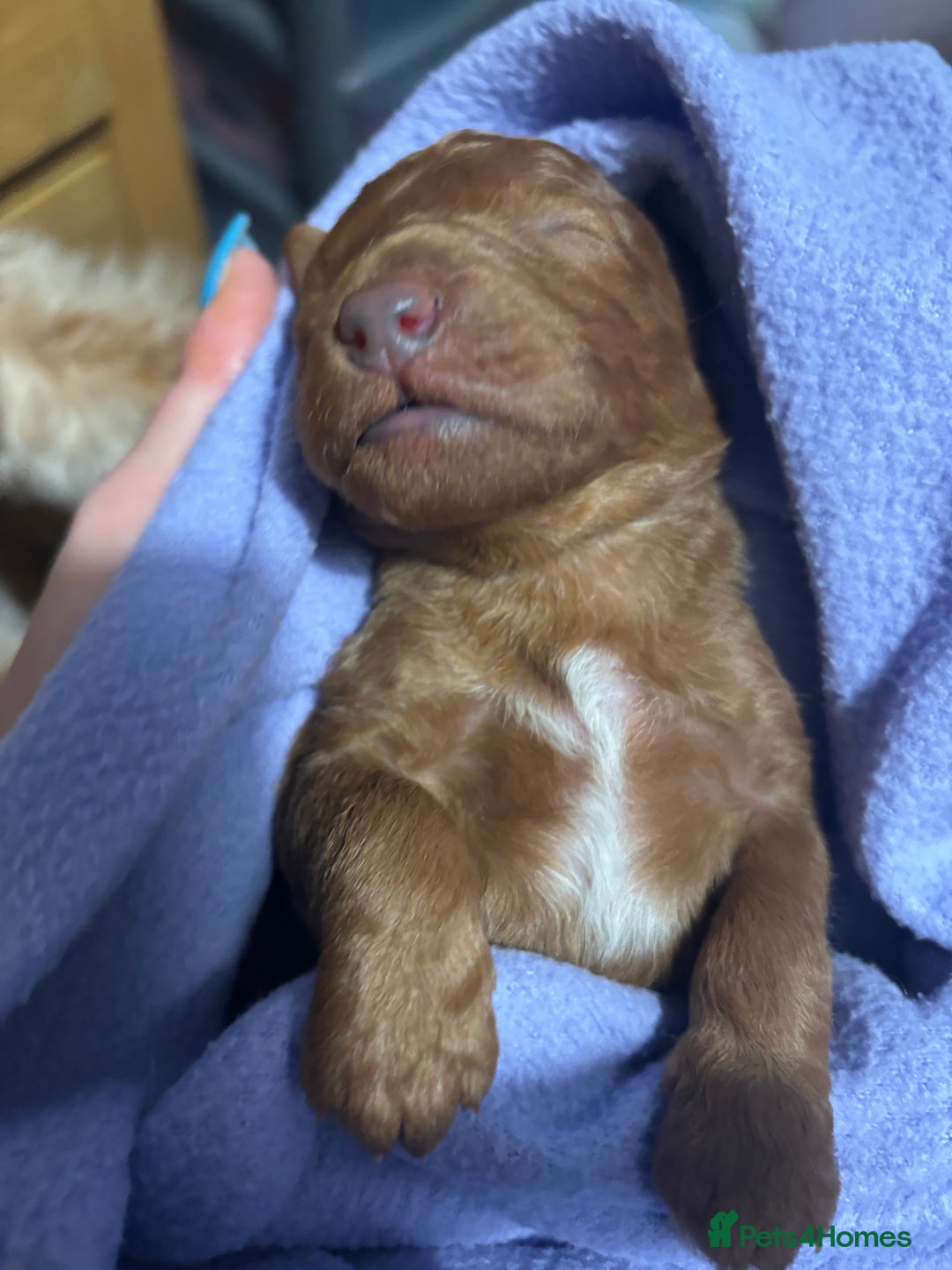 Labradoodle dogs for sale: Gorgeous red fox labradoodle  - Advert 5