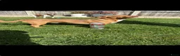 Jack Russell dogs for stud: The handsome Frank - Advert 7
