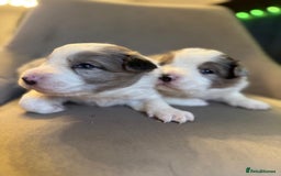 Border Collie dogs for sale: KC Reg (pending) Border Collie Puppies For Sale - Image 6