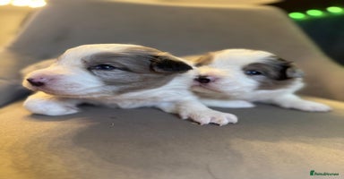 Border Collie dogs - Advert 5