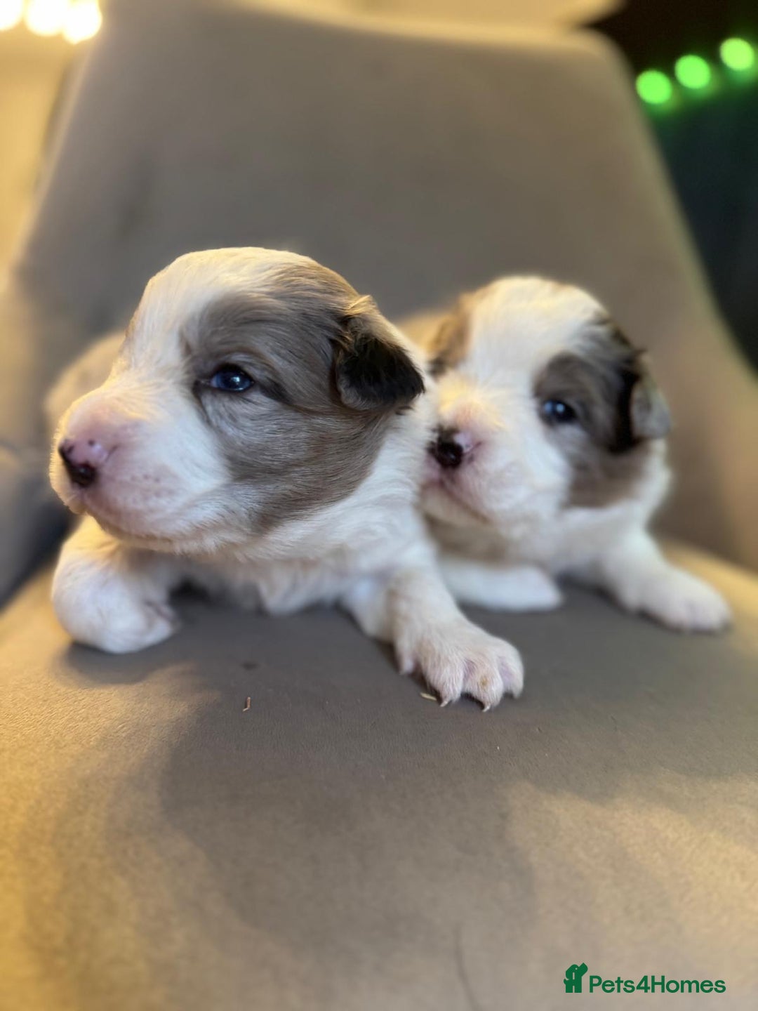 Border Collie dogs for sale: KC Reg (pending) Border Collie Puppies For Sale - Image 6