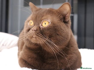 British Shorthair cats Stunning BHS Champions blood lines kittens - Advert 4