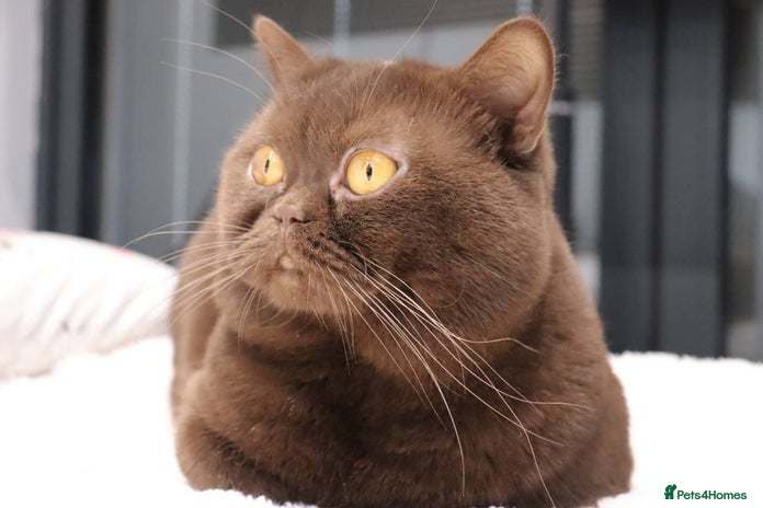 British Shorthair cats Stunning BHS Champions blood lines kittens - Advert 1