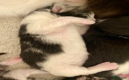 Mixed Breed cats for sale: 3 Fluffy Ragdoll X Kittens available!! - Image 12