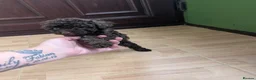 Toy Poodle dogs for sale: For sale Toy poodle puppies  - Advert 3