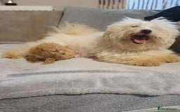 Maltipoo dogs for sale: Maltipoo babies  - Image 8