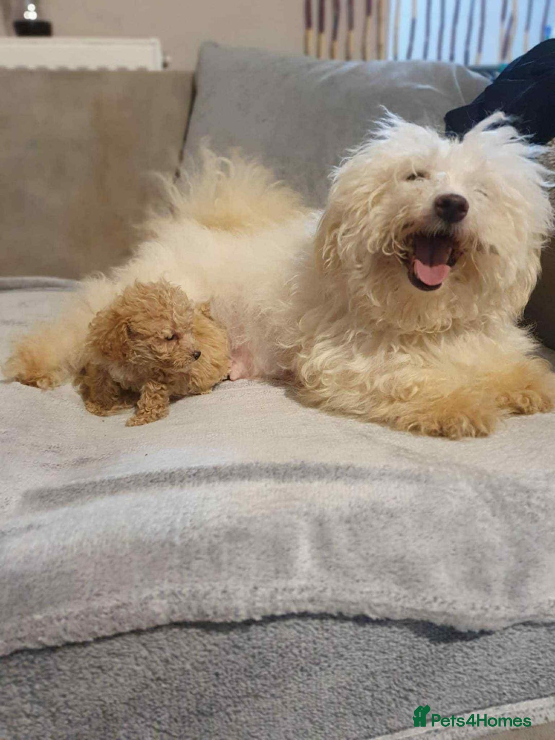 Maltipoo dogs for sale: Maltipoo babies  - Image 8
