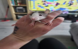 Rat rodents for sale: Mixed baby rats  - Advert 5