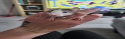 Rat rodents for sale: Mixed baby rats  - Advert 5