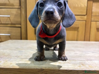 Miniature Dachshund dogs Miniature dachshunds - Advert 14