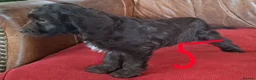 Cockapoo dogs for sale: F1 Cockapoo Puppies  - Advert 3