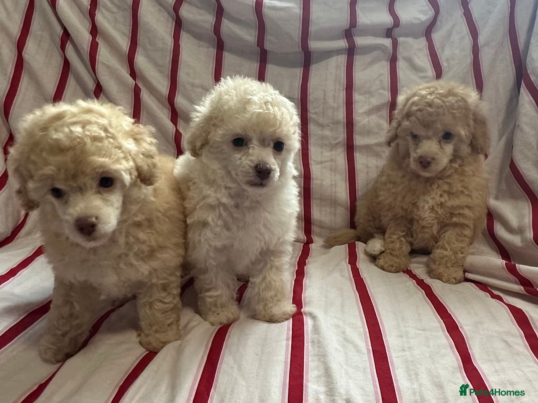 Toy Poodle dogs Toy Poodle puppy’s  - Advert 13