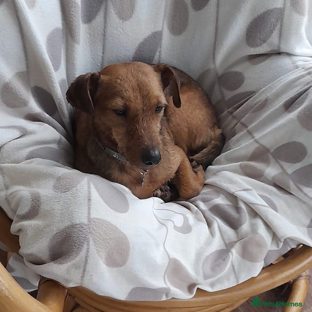Mixed Breed dogs for adoption: ROSIE FOR ADOPTION IN CORNWALL/DEVON - Advert 2