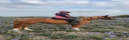 Irish Cob horses for sale: 4yo Chestnut Mare - Advert 3