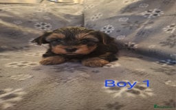 Yorkshire Terrier dogs for sale: Miniature Yorkshire Terrier pups - Image 2