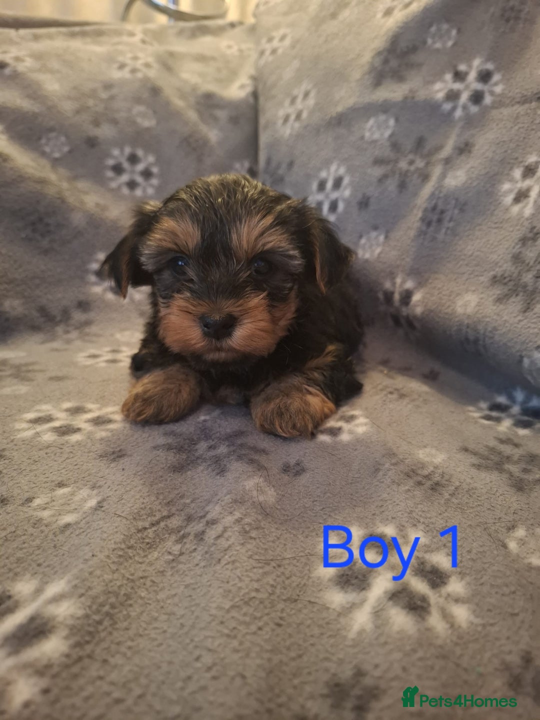 Yorkshire Terrier dogs for sale: Miniature Yorkshire Terrier pups - Image 2