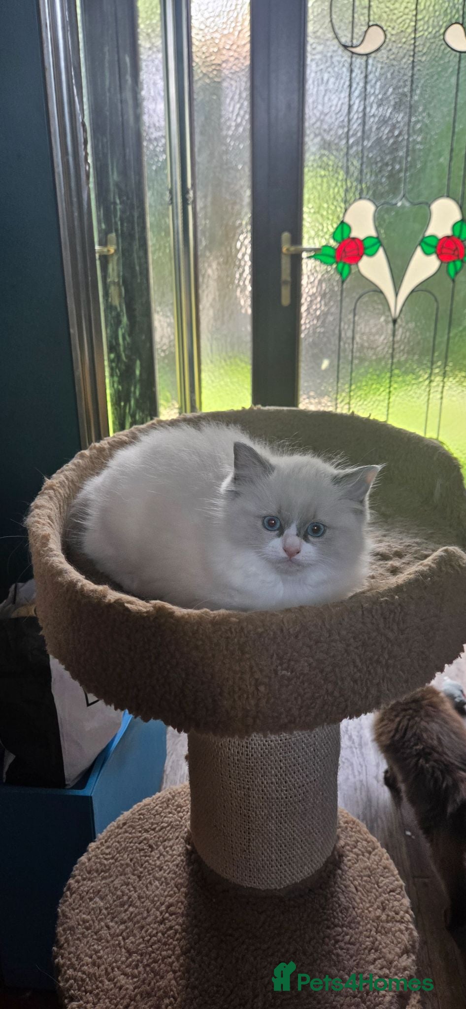 Ragdoll cats Beautiful Ragdoll kitten  - Advert 6
