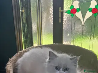 Ragdoll cats Beautiful Ragdoll kitten - Advert 6