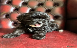 Maltipoo dogs for sale: Gorgeous tiny toy F1 Maltipoo puppies  - Image 8
