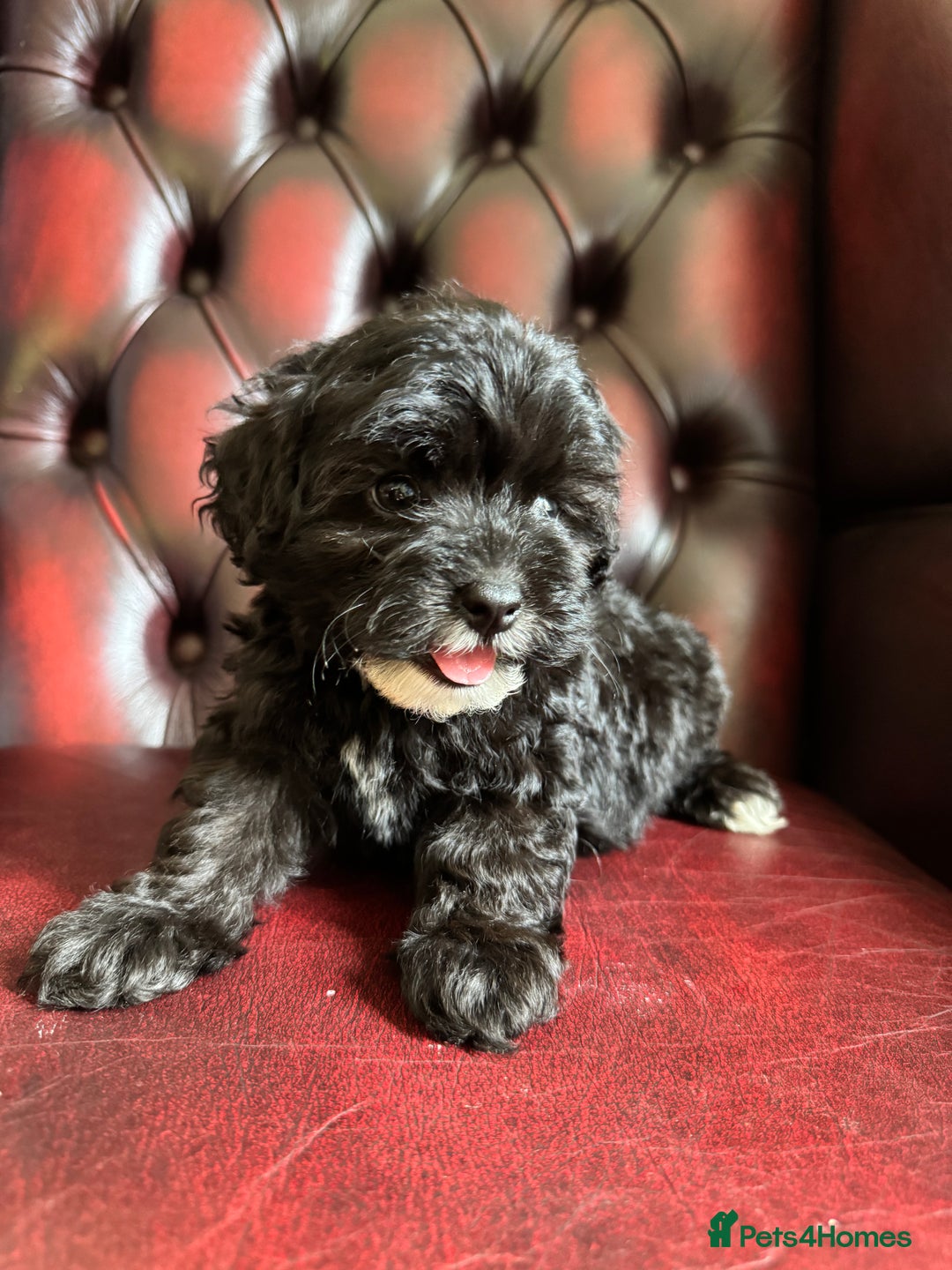Maltipoo dogs for sale: Gorgeous tiny toy F1 Maltipoo puppies  - Image 8