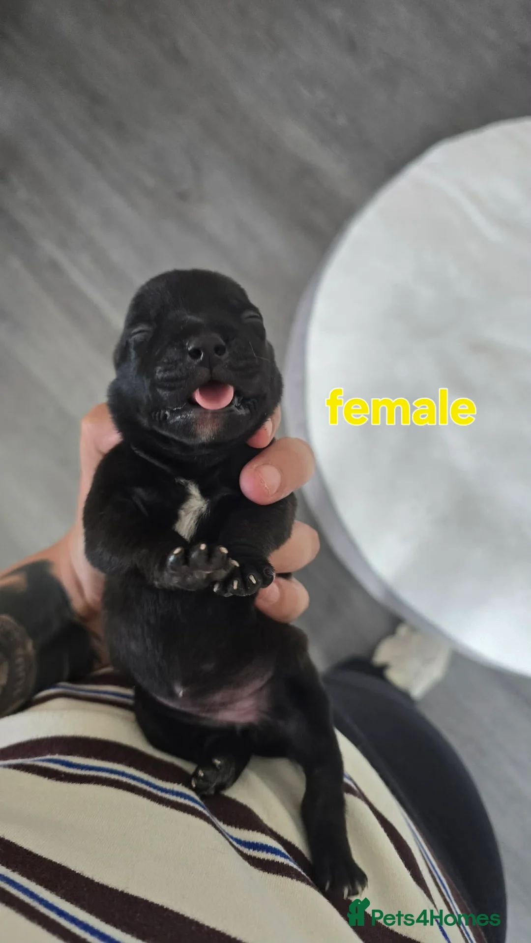 Staffordshire Bull Terrier dogs for sale: Staffy pups for sale  - Advert 2