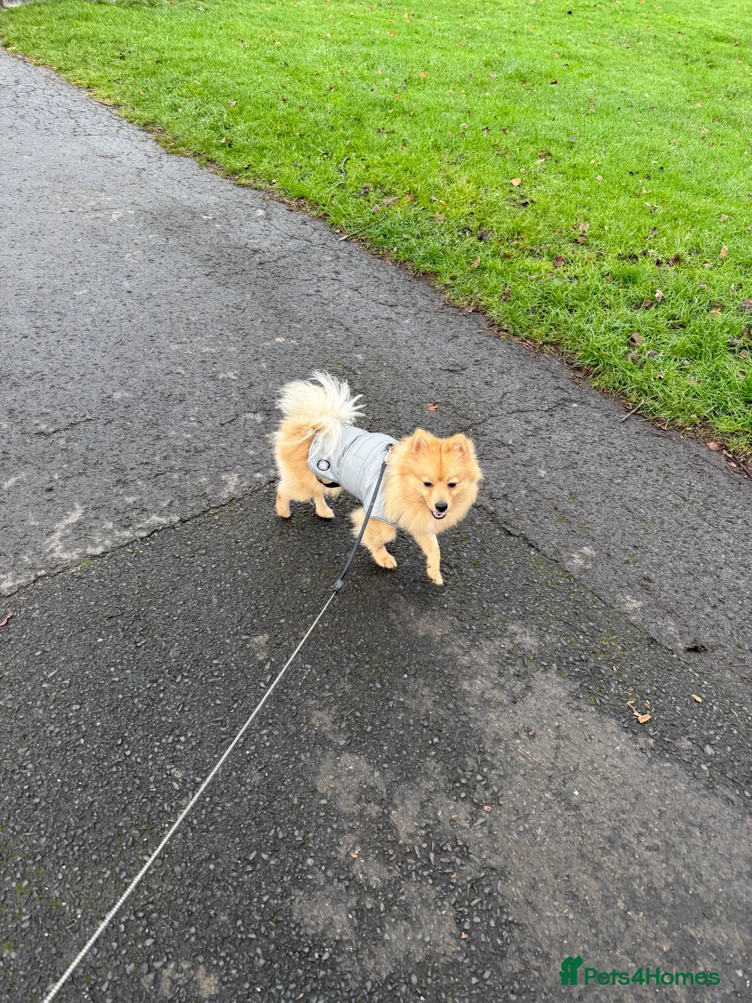 Pomeranian dogs for sale: Pomeranian for sale - Advert 5