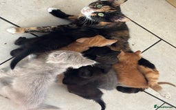 Mixed Breed cats for sale: Litter of mixed breed with British blue father  - Image 1
