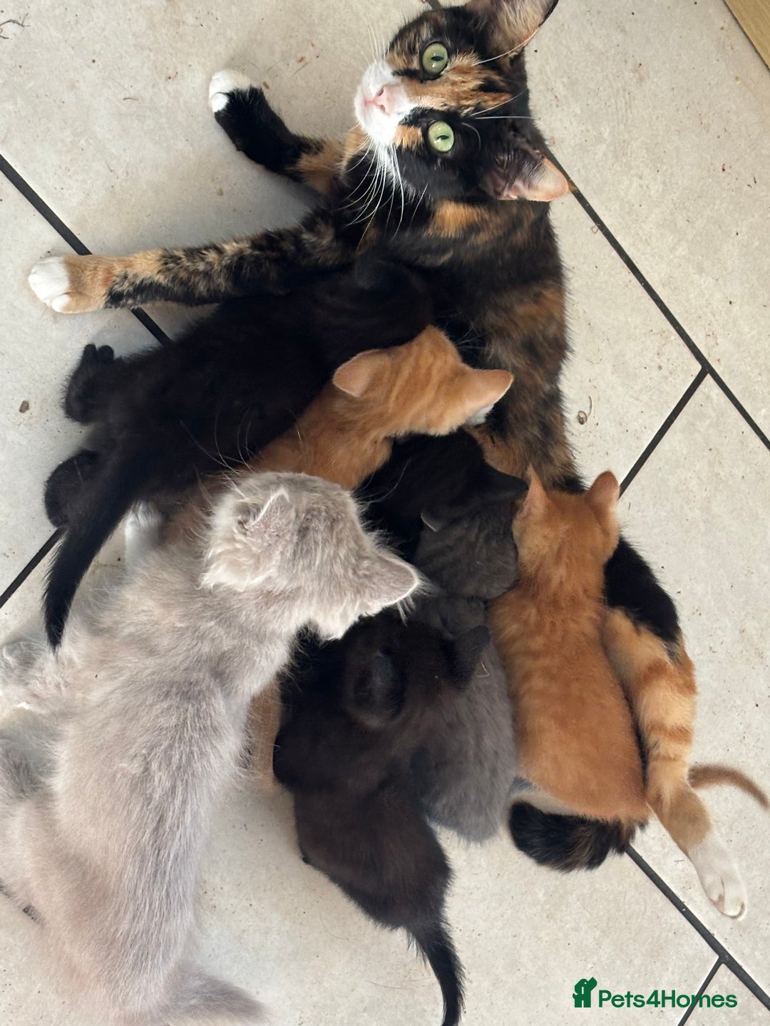 Mixed Breed cats for sale: Litter of mixed breed with British blue father  - Image 1