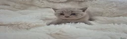 British Shorthair cats for sale: British shorthair pedigree kittens for sale  - Advert 7