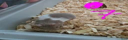 Hamster rodents for sale: Syrian hamsters various colours and genders - Advert 11