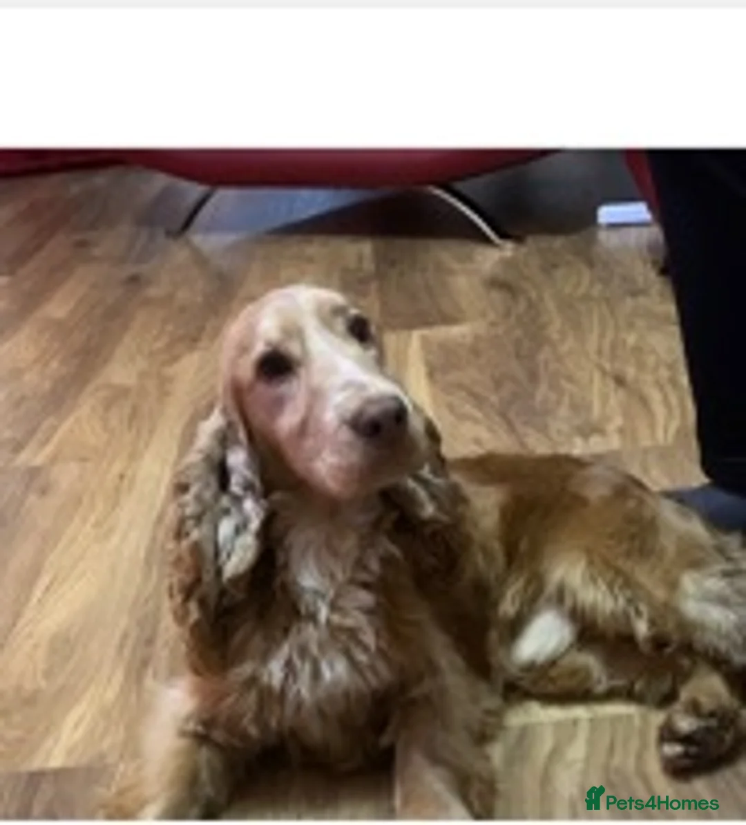 Cocker Spaniel dogs for stud: KC reg Show type proven stud  health tested. in Abergele - Advert 4