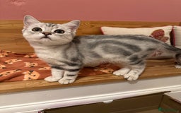 British Shorthair cats for sale: Silver Tabby BSH GCCF registered Kittens - Image 12
