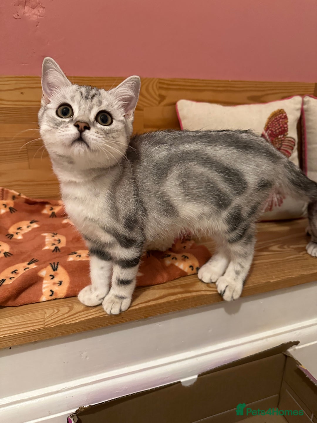 British Shorthair cats for sale: Silver Tabby BSH GCCF registered Kittens - Image 12