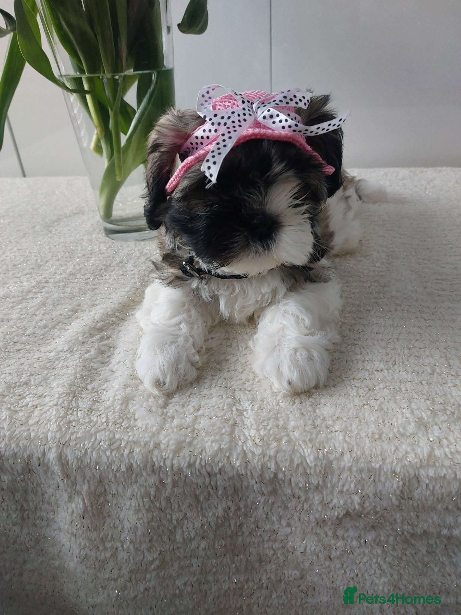 Shih Tzu dogs 2 Beautiful Shih Tzu Puppies left 💛💚❤️🩷 - Advert 1