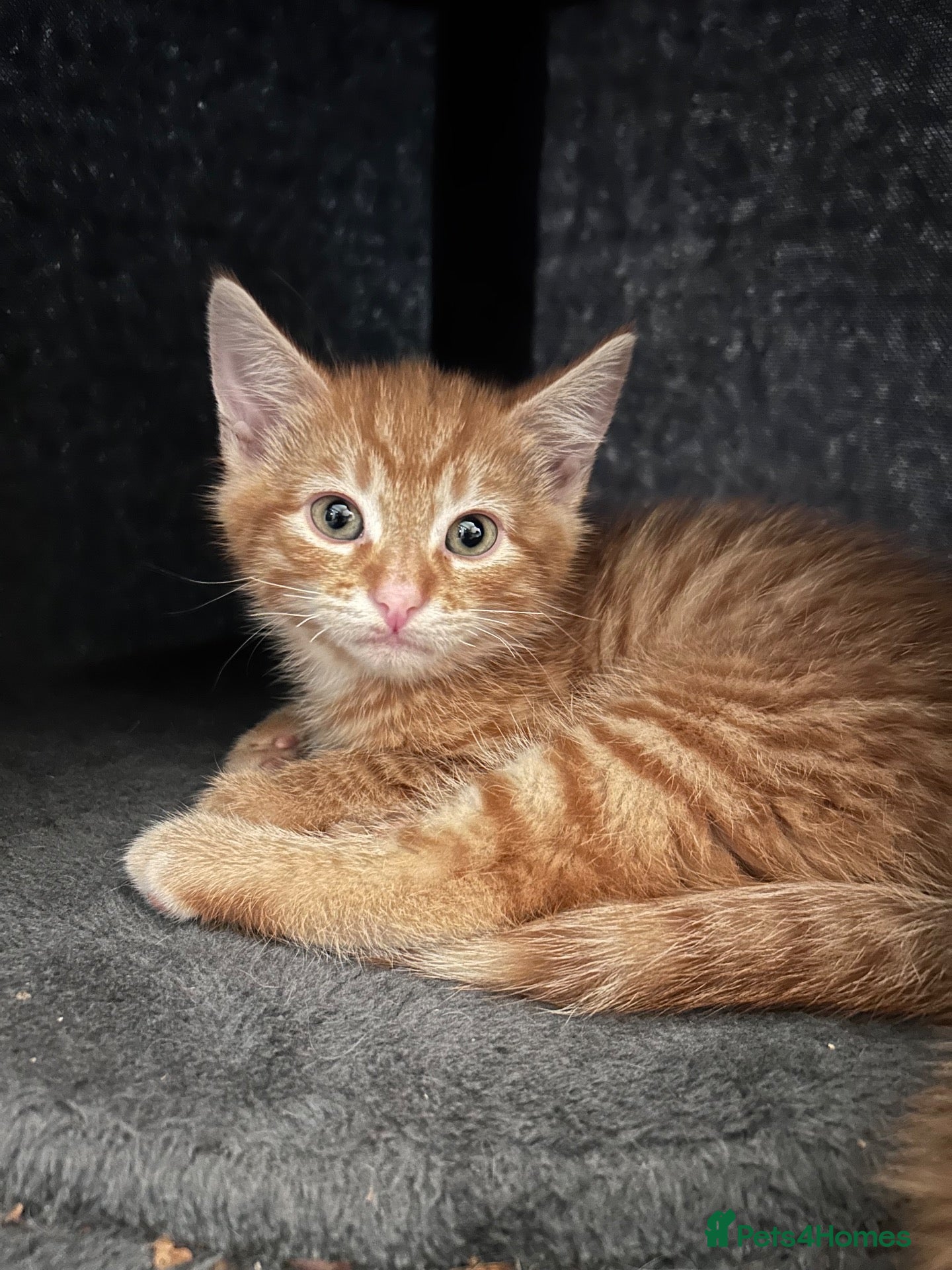Mixed Breed cats Four beautiful boys - Advert 1