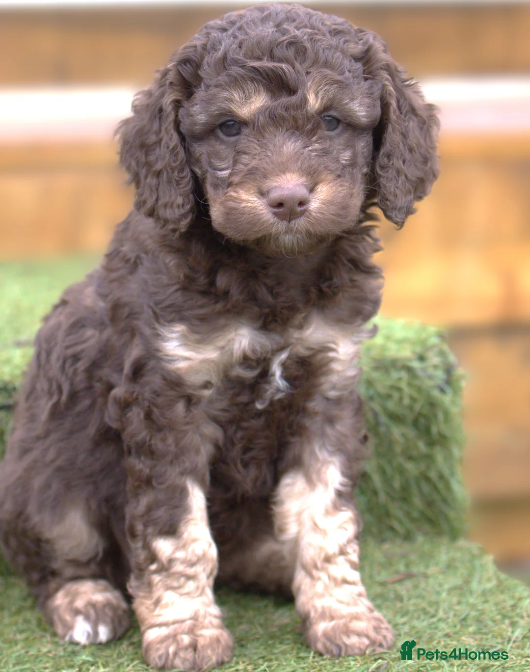 Labradoodle dogs for sale: 🐾🌈 Bred for Potential, Raised for Resilience🐾🌈 - Advert 34